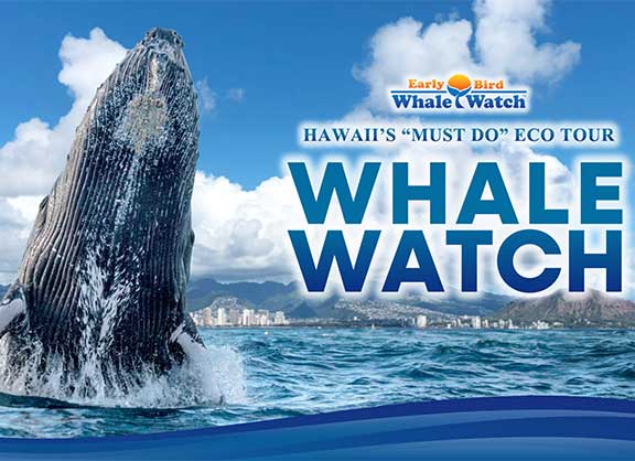 Early Bird Whale Watch