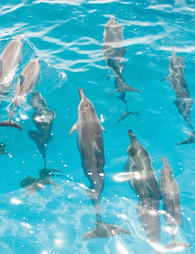 Activities_EcoTour_Dolphins_web