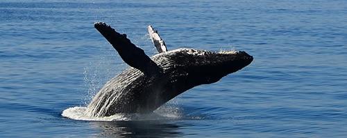 SOH-Early-Bird-Whale-Watch-Breach SOH-Early-Bird-Whale-Watch-Breach